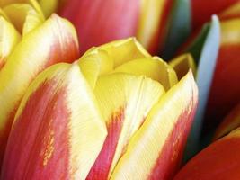primo piano del tulipano foto