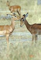 toelettatura impala, botswana