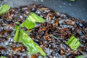 sud-est asiatico, thailandia i grilli fritti sono cotti nell'olio in padella con un fornello a gas portatile da picnic all'aperto. foto