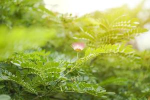 vicino al fiore rosa di un grande albero di noce indiano orientale o albero di baccello di scimmia nella luce del mattino. foto