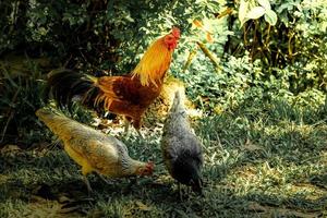 coccio intelligente con 2 galline che trovano il cibo sul pavimento erboso. foto