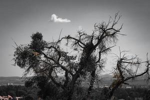 albero ramificato che si staglia contro un cielo grigio foto