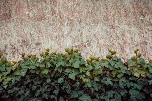 davanti un muro con foglie verdi foto