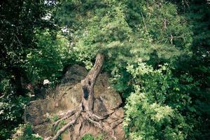 albero fantasma in natura foto