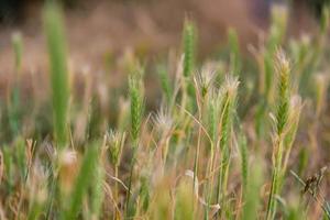 primo piano di erbe nella natura foto