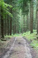 sentiero nel bosco in natura foto