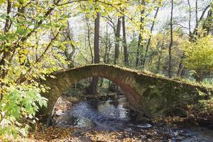 ponte di pietra nella foresta foto
