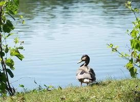 anatra al lago foto