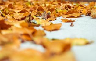 foglie di fogliame arancione in autunno foto