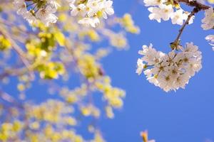fiori di ciliegio bianchi in primavera foto
