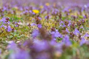 fiori di campo colorati che fioriscono in un prato primaverile foto