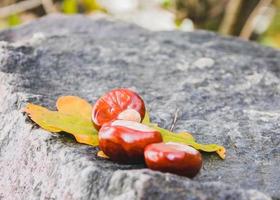 castagne su una roccia foto