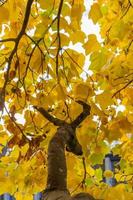 albero a foglie caduche con ramo foto