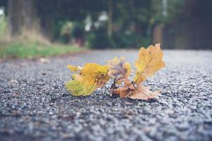 foglia di quercia su una strada foto