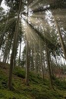 una foresta di conifere alla luce del sole foto