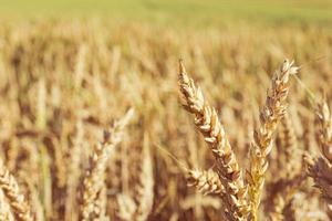 messa a fuoco selettiva su una spiga di grano in un campo foto