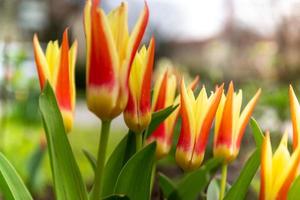 tulipani in primo piano in primavera su un prato foto