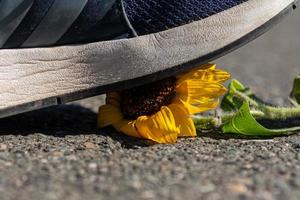 una scarpa che calpesta un girasole foto