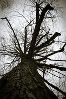 albero delle tenebre foto