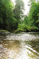 torrente forestale in estate foto