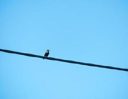 uccello su una linea elettrica foto