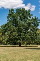 albero nel parco cittadino foto