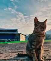 stand per gatti al parco con cielo blu foto