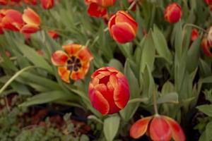 i tulipani arancioni fioriscono nel giardino sulla sfocatura dello sfondo della natura. foto