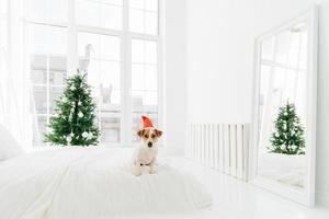 colpo di cane di razza pone su un letto comodo in una spaziosa camera da letto con grandi finestre, specchio bianco sul pavimento, abete decorato di verde. Natale e animali. foto