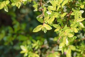 cuphea hyssopifolia kunth con luce solare e spazio di copia foto