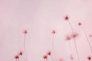 erba di fiori secchi sfocati su sfondo rosa foto