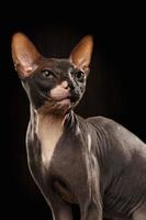 closeup ritratto di scontroso sphynx cat vista frontale sul nero