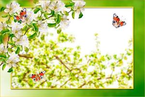 la farfalla. mela ramo in fiore. fiori primaverili colorati luminosi foto