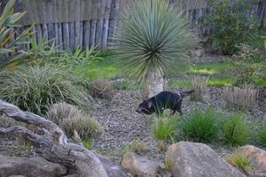 un diavolo della Tasmania foto