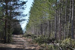 un esempio di deforestazione industriale foto