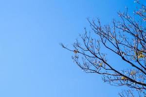 vaso essiccato di padauk su albero a foglie decidue nella stagione autunnale con sfondo azzurro del cielo foto