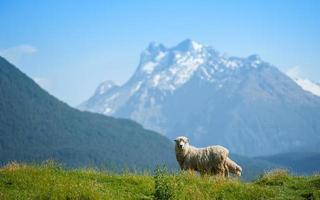 pecore in cerca di fotocamera con neve mouintain in background foto