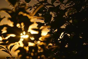 le foglie degli alberi da giardino sotto i raggi del sole della sera e il cielo azzurro foto