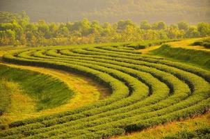 campi di piantagioni di tè foto