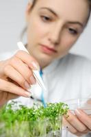il giovane scienziato o tecnico raccoglie i germogli di insalata di crescione per la qualità