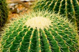 fiori di cactus foto