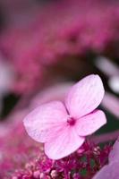 Ortensia rosa di hortensia foto