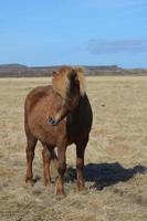 cavallo islandese in piedi in un campo foto