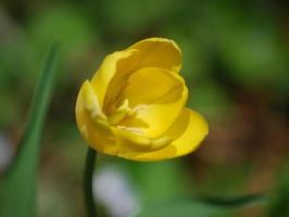splendido sguardo a un fiore di tulipano giallo in fiore foto