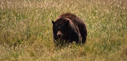 orso nero selvatico nelle erbe alte in estate foto