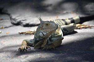 iguana a scaglie che riposa su una grande roccia in una giornata calda foto