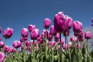 cultura del tulipano