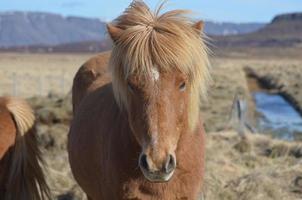 carino cavallo di castagno in un campo foto