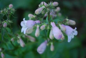 pianta di campanula in erba molto carina pronta a fiorire foto