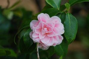 bel fiore di camelia rosa in fiore foto